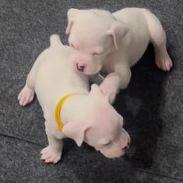 Boy 2 - emerald green - White male Boxer puppy in Nashville, Tennessee from Best Friends over 20+ years experience