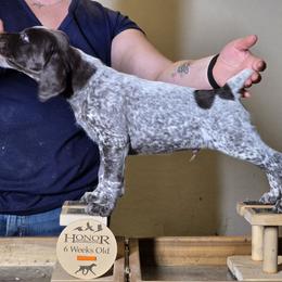 Biscotti - German Shorthaired Pointer puppy from Honor German Shorthaired Pointers
