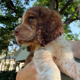 Candy (brown now orange collar) - Tri-Roan female English Springer Spaniel puppy in Statesville, North Carolina from Rockin’ Slow Farms