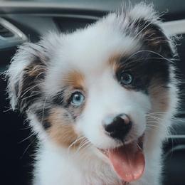 Miniature Australian Shepherd and Toy Australian Shepherd Puppies from Beasley Acres Aussies