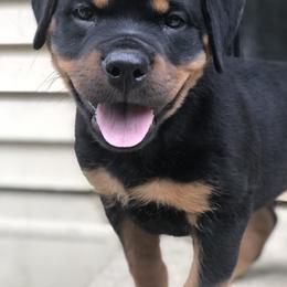 Rottweiler Puppies from Alpha Co. Rottweilers
