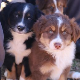 Australian Shepherds from Moorman M Farm