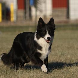 Border Collie puppies from First Harmony Farms