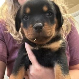 Miranda - Black and tan female Rottweiler puppy in Mcminnville, Oregon from JHB Rottweilers