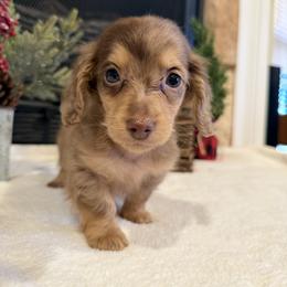 Barkley - Chocolate and cream male Dachshund puppy in Stilwell, Oklahoma from B & K Dachshunds