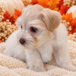 Girl 4 - Wheaten female Miniature Schnauzer puppy in San Augustine, Texas from My Little Schnauzer Pals