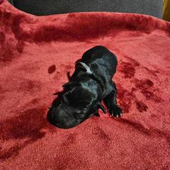 Tezcatlipoca (Tezca) - Black and white male Xoloitzcuintli puppy in Florissant, Colorado from Witching Hour Kennel
