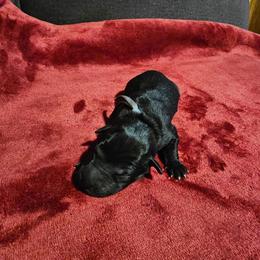Tezcatlipoca (Tezca) - Black and white male Xoloitzcuintli puppy in Florissant, Colorado from Witching Hour Kennel