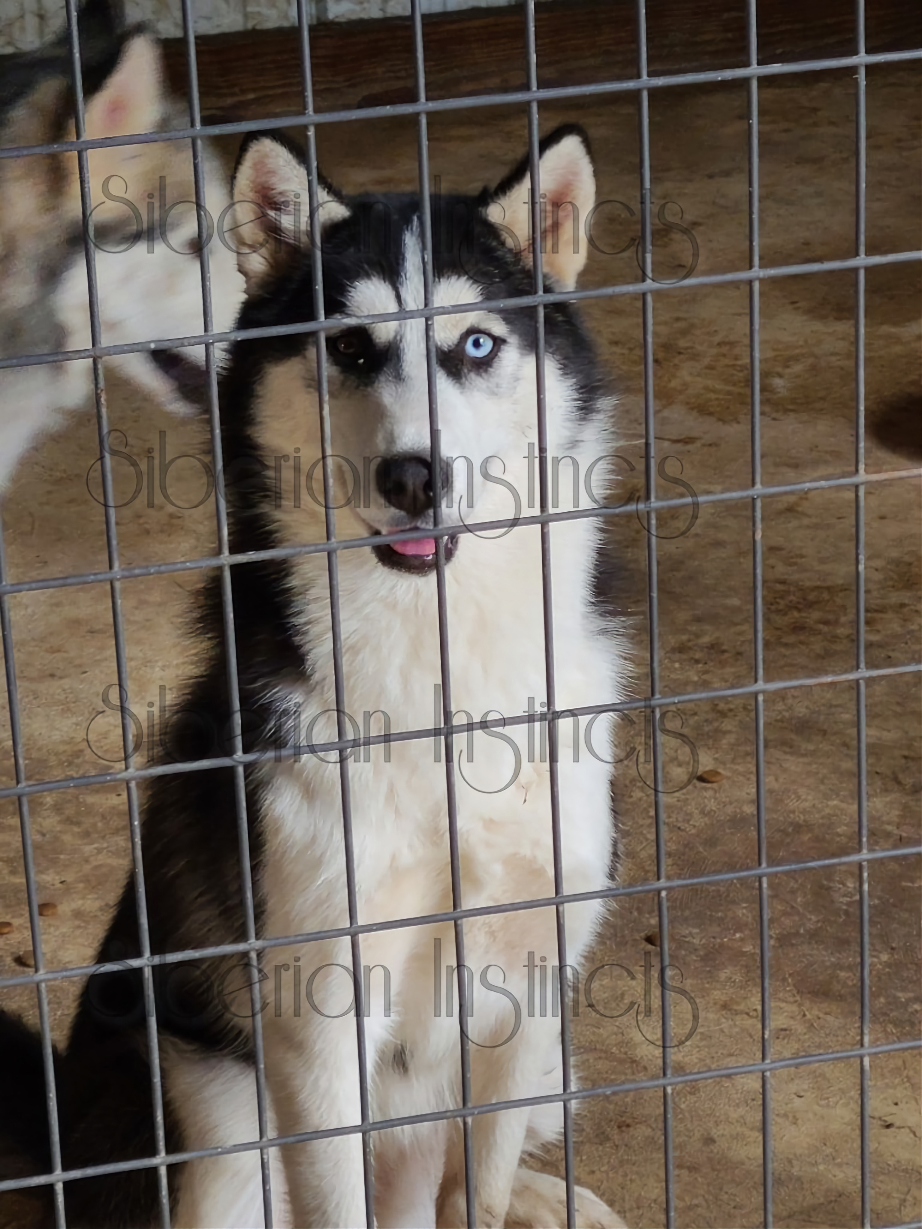 Trick - Siberian Husky