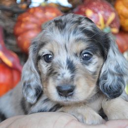 Dachshund Puppies from Dreamheart Dachshunds