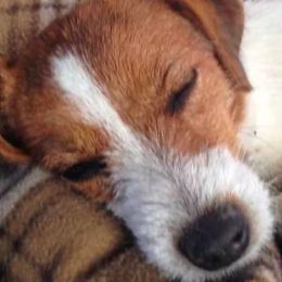 Russell Terriers from Vista Real Russells