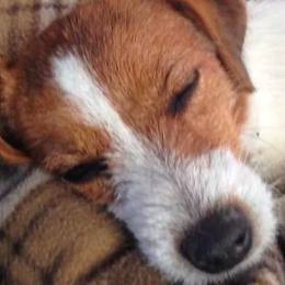 Russell Terriers from Vista Real Russells
