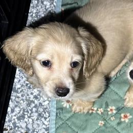 Oslo - Cream male Dachshund puppy in Crestview, Florida from Neverending Dachies