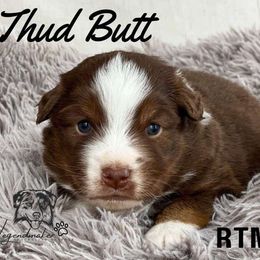 Thud Butt - Miniature American Shepherd puppy from Willow Lane Ranch