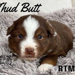 Thud Butt - Miniature American Shepherd puppy from Willow Lane Ranch