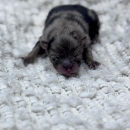 Swell - Blue merle male Pomeranian puppy in Canandaigua, New York from Fingerlakes Pomeranians