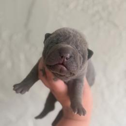 Witt - Blue male Chinese Shar-Pei puppy in Lehigh Acres, Florida from Florida Wrinkles
