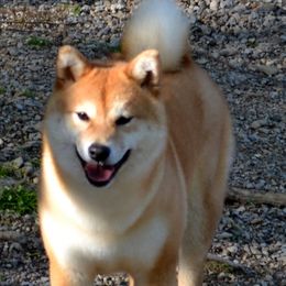 Summer - Shiba Inu