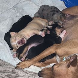 Chihuahua Puppies from Grandbaby Chihuahuas
