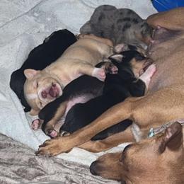 Chihuahua Puppies from Grandbaby Chihuahuas