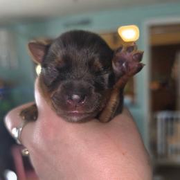 Lucas - Blue and gold male Yorkshire Terrier puppy in West Enfield, Maine from GRIFFEY'S SPA AND KENNEL