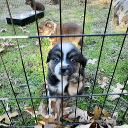 BTF - Black tri female Miniature American Shepherd puppy in Prairie Grove, Arkansas from IQ Farms