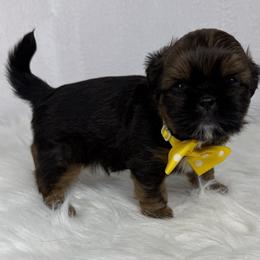 Rolo - Chocolate male Shih Tzu puppy in Columbia, Kentucky from Lisa Bandy Luxe Shih Tzu