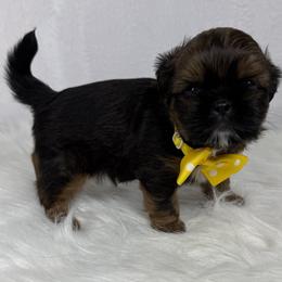 Rolo - Chocolate male Shih Tzu puppy in Columbia, Kentucky from Lisa Bandy Luxe Shih Tzu