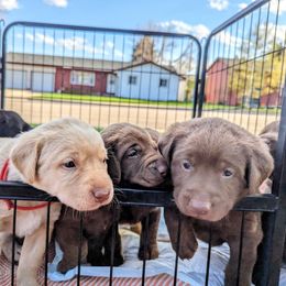 Dilute Retriever and Labrador Retriever Puppies from LC Hunting Labs, LLC.