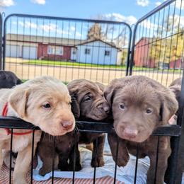 Dilute Retriever and Labrador Retriever Puppies from LC Hunting Labs, LLC.