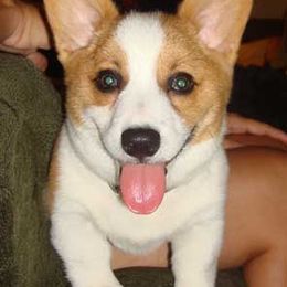 Pembroke Welsh Corgi Puppies from Synergy Stables, Inc.