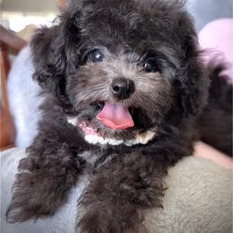 Sunnie - Silver female Poodle puppy in Hilo, Hawaii from Premium Teacup Puppy of Hawaii