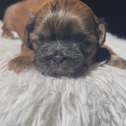 Guinness - Red male Shih Tzu puppy in Vernon, New Jersey from Calta’s Cute Shih Tzu