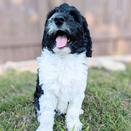 Aussiedoodle, Goldendoodle, and Poodle Puppies from Rebecca Creek Retrievers, LLC