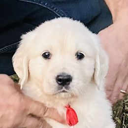(red) - Light golden male Golden Retriever puppy in Decatur, Indiana from Golden Bundles
