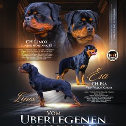 Rottweiler puppies from Vom Uberlegenen Rottweilers