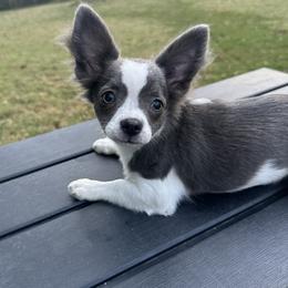 Aspen - Blue and white female Chihuahua puppy in Northboro, Iowa from So Sweet Chihuahuas