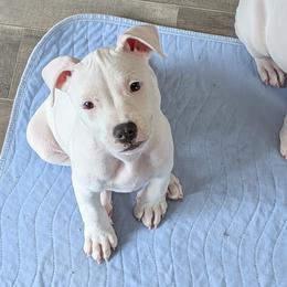 Leia - White female American Staffordshire Terrier puppy in Weston, Ohio from Natasha's AmStaffs