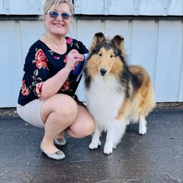 Reyna - Collie