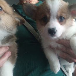 Pembroke Welsh Corgis from Jenny Barrett