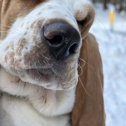 Basset Hound and Dalmatian Puppies from Lazy B Bassets and Dalmatians