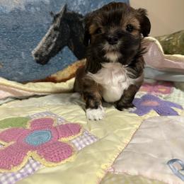 Puppy 2 - Grizzle female Lhasa Apso puppy in Ridgeville, South Carolina from Ponderosa Lhasa Apso Ranch