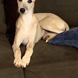 Whippet Puppies from Skyline Whippets