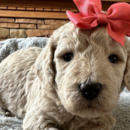 Priscilla - Cream Goldendoodle puppy in Monroe, North Carolina from Dreamland Aussies & Poodles