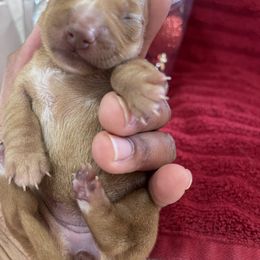 Dachshund Puppies from Unicorn Kennels LLC