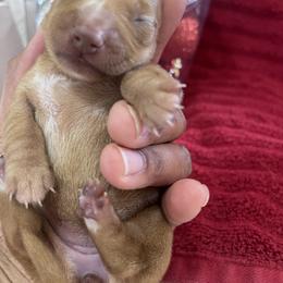 Dachshund Puppies from Unicorn Kennels LLC