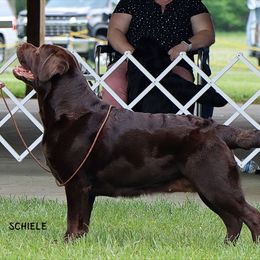Labrador Retrievers from Trouvae Labradors