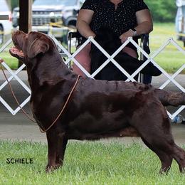 Labrador Retrievers from Trouvae Labradors