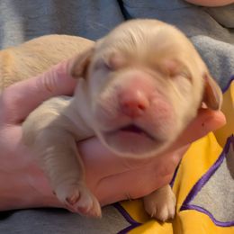 Red - Golden male Golden Retriever puppy in Madison, Ohio from Heckmans English Cream Golden Retrievers