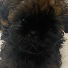 Shih Tzus from Crystal's Shih Tzus